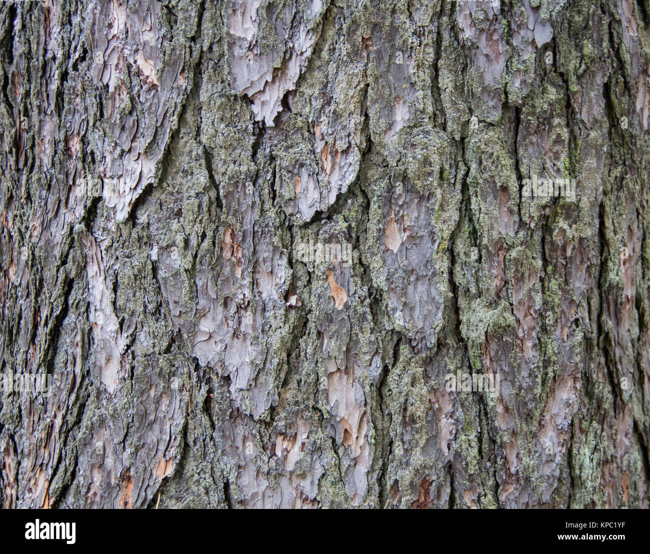 Corteccia di ginepro superficie texture Foto Stock