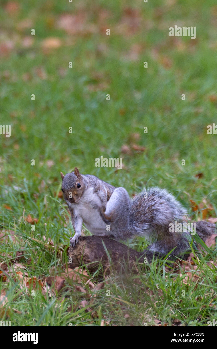 Un wild squirrel seduta sul bordo di un tronco di albero di mangiare alcuni alimenti foraged Foto Stock