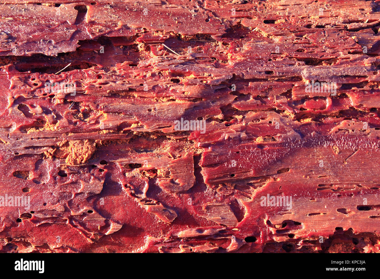 Corteccia di pino abbiamo mangiato fuori dal comune coleottero di mobili Foto Stock