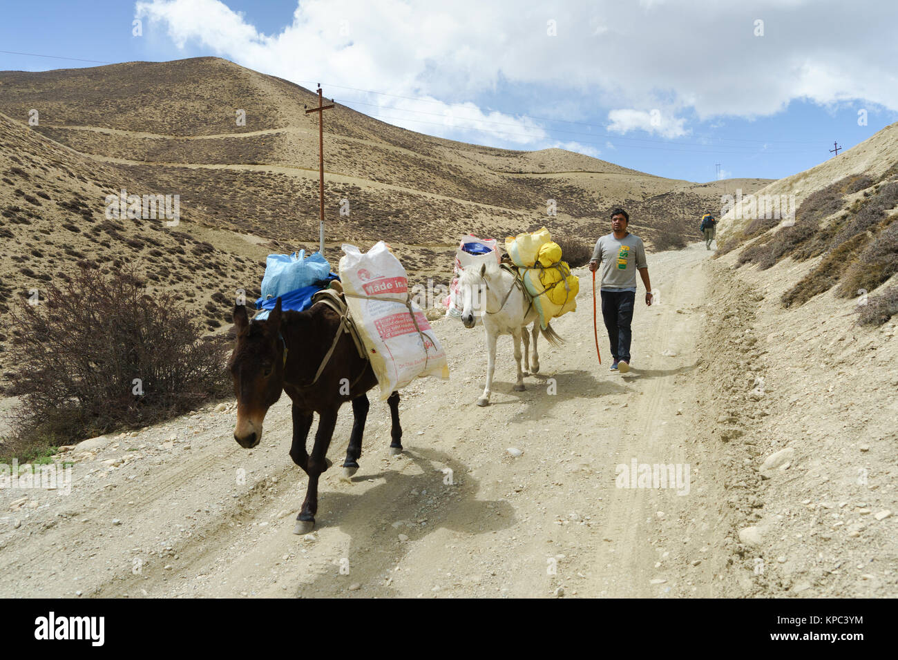 Nepalese leader uomo muli carichi di merce tra Geling e Samar, Mustang Superiore regione, Nepal. Foto Stock