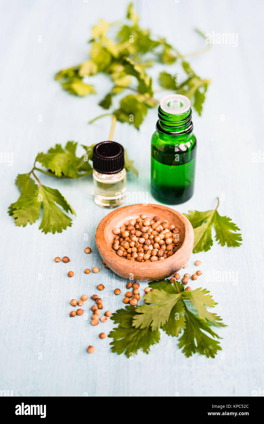 Il coriandolo olio essenziale. Foto Stock