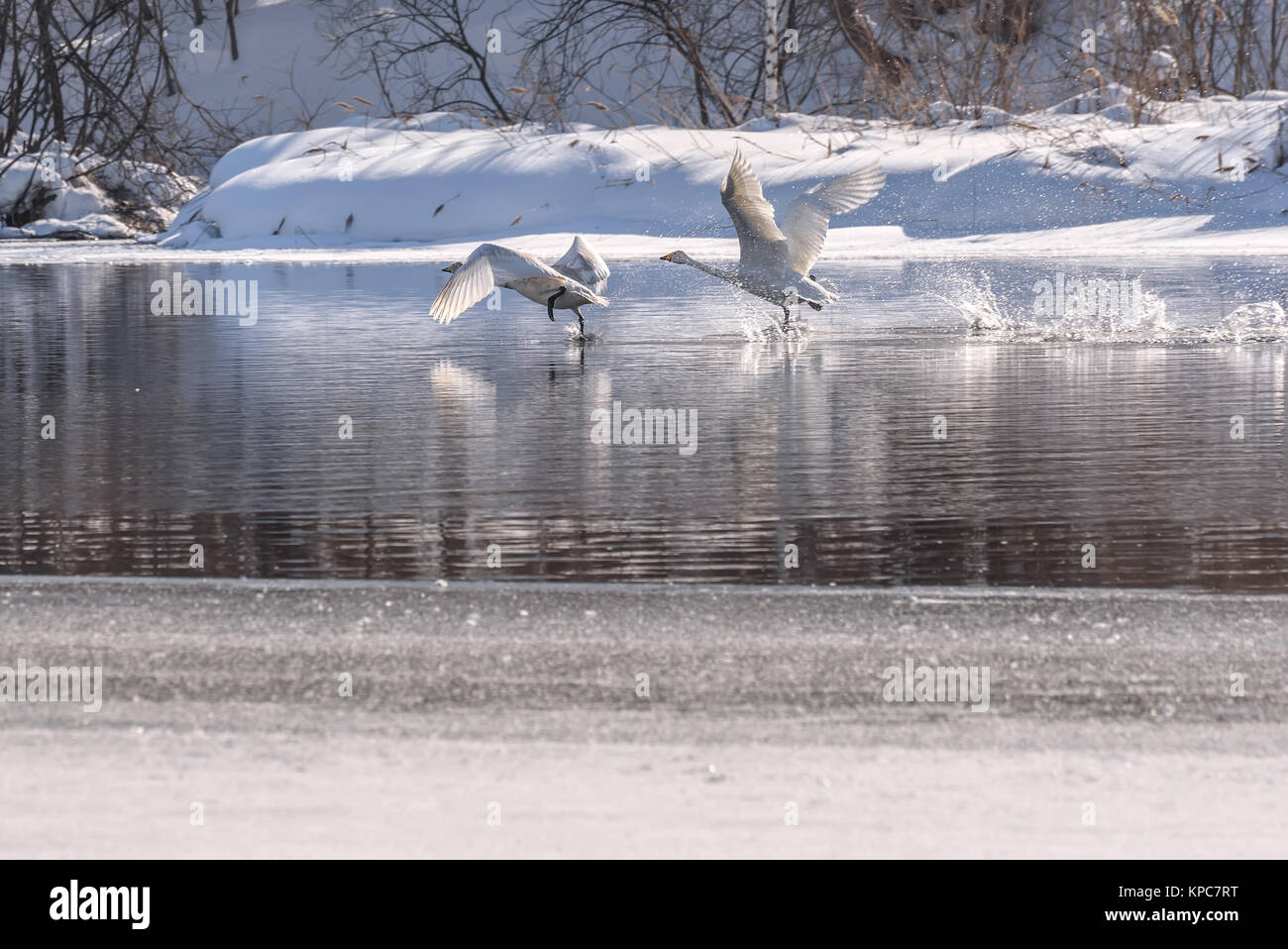 Due whooper swan eseguire rapidamente sulle acque del lago durante il rimessaggio invernale nel santuario della fauna selvatica Foto Stock