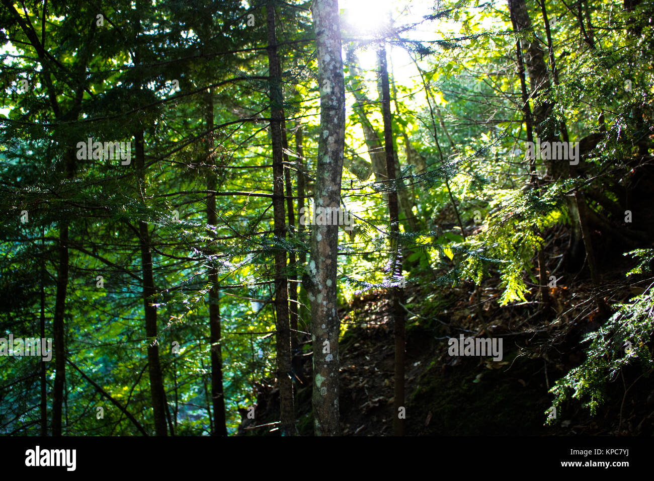 La luce del sole attraverso la rottura di una fitta foresta Foto Stock