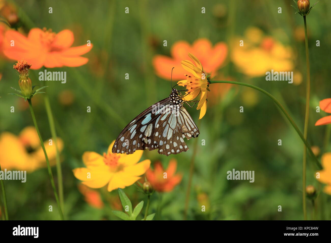 Farfalle sui fiori immagini e fotografie stock ad alta risoluzione - Alamy