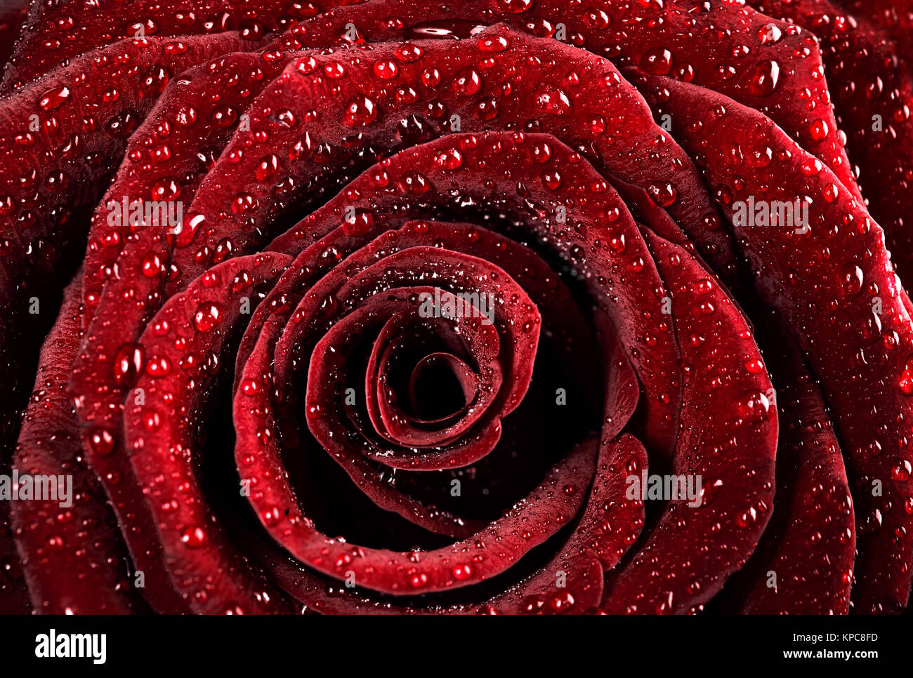 Rosa rossa sullo sfondo Foto Stock
