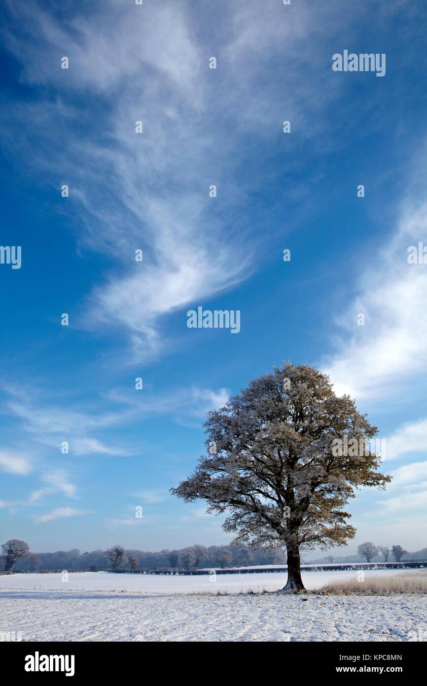 Unico albero invernale in un campo con nebbia Foto Stock