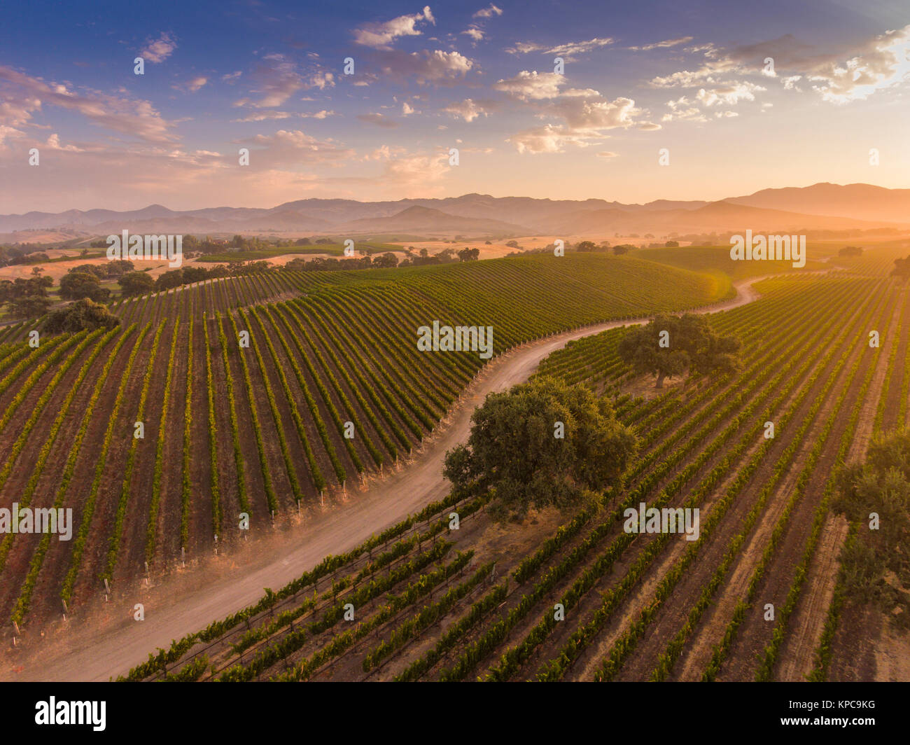 Vista aerea del vigneto di sunrise, Santa Ynez Valley, California Foto Stock