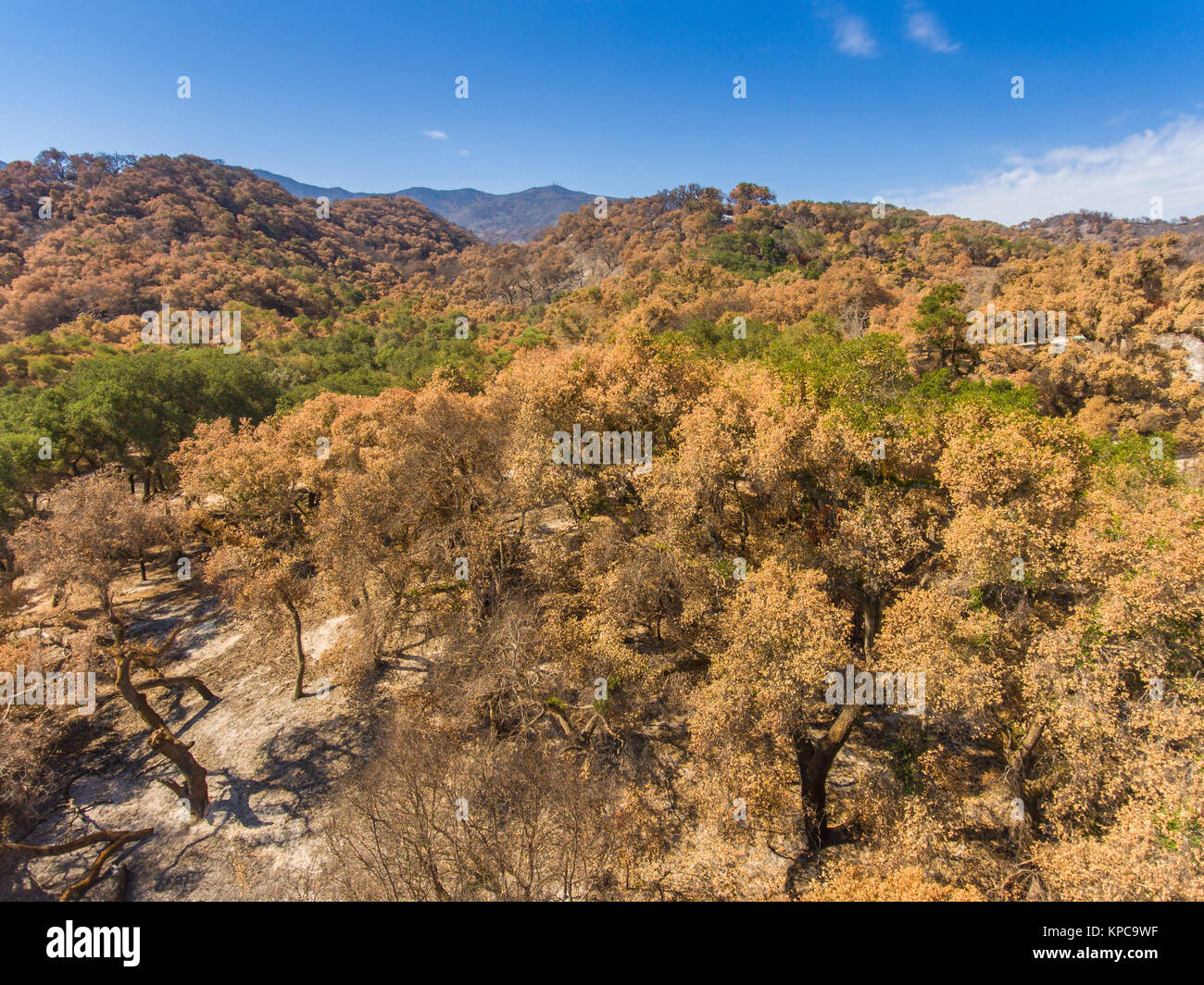 Antenna della scia di Whittier incendio vicino al lago di Cachuma nella Santa Ynez Valley, California Foto Stock