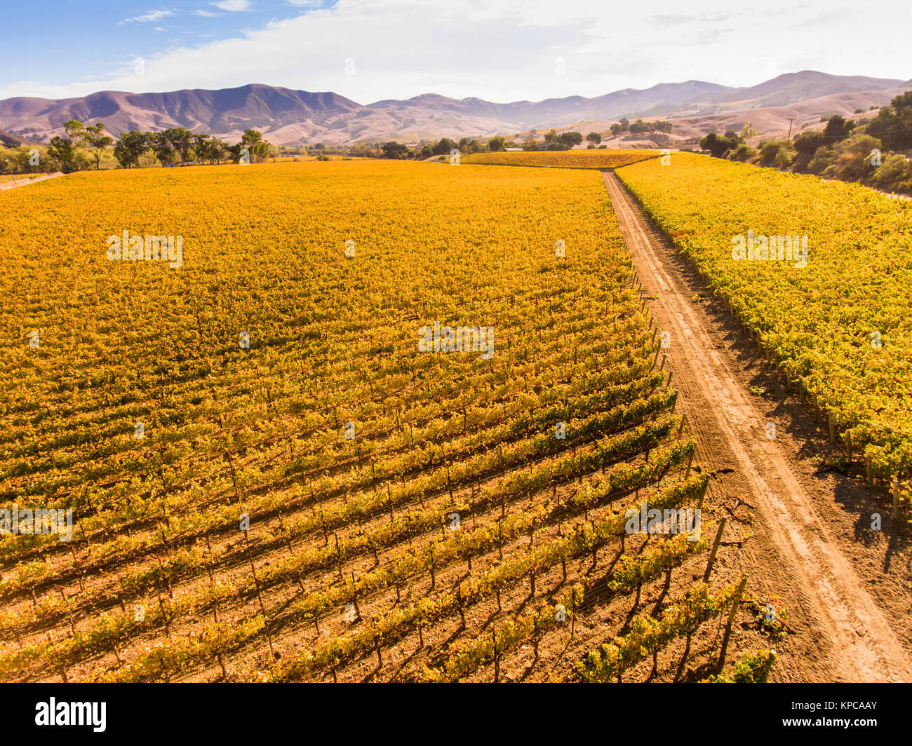 Vista aerea di vigneti in autunno, Santa Ynez Valley, California Foto Stock