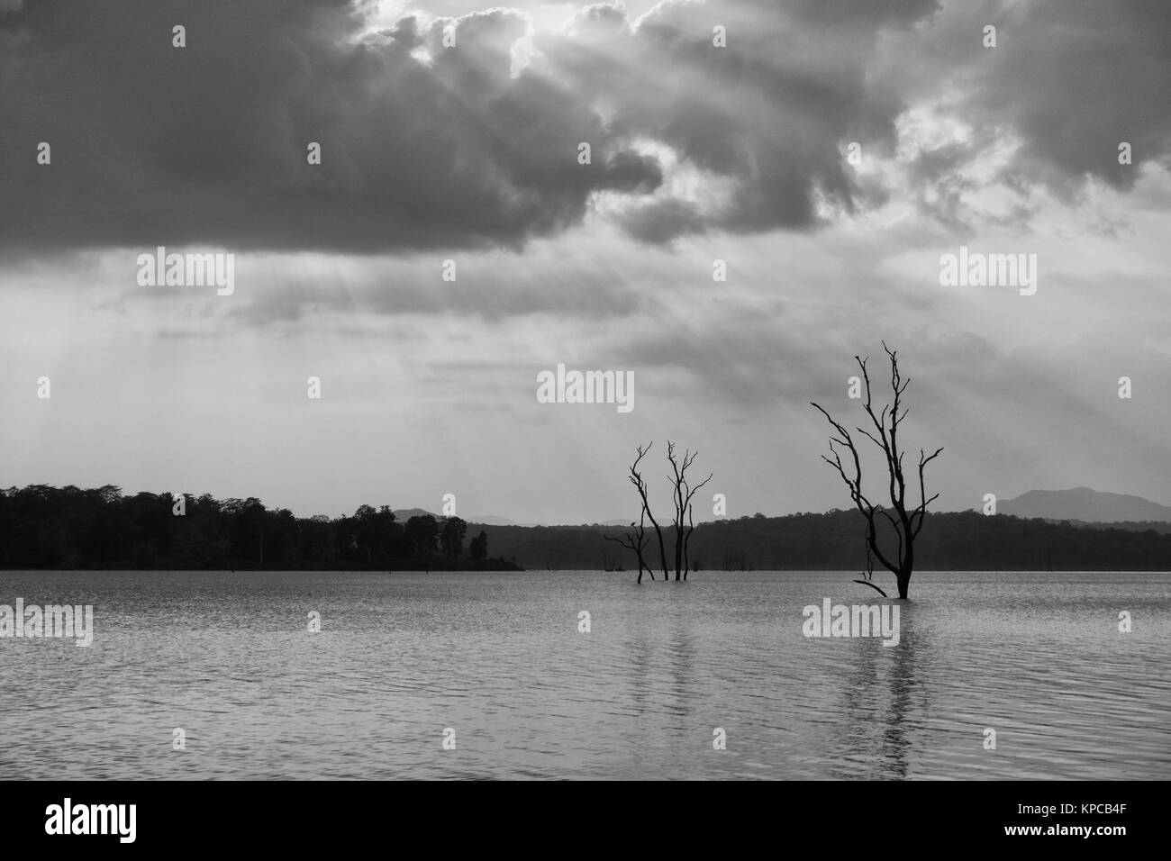 Gli alberi morti nel fiume Kabini dam lake, Karnataka, India Foto Stock