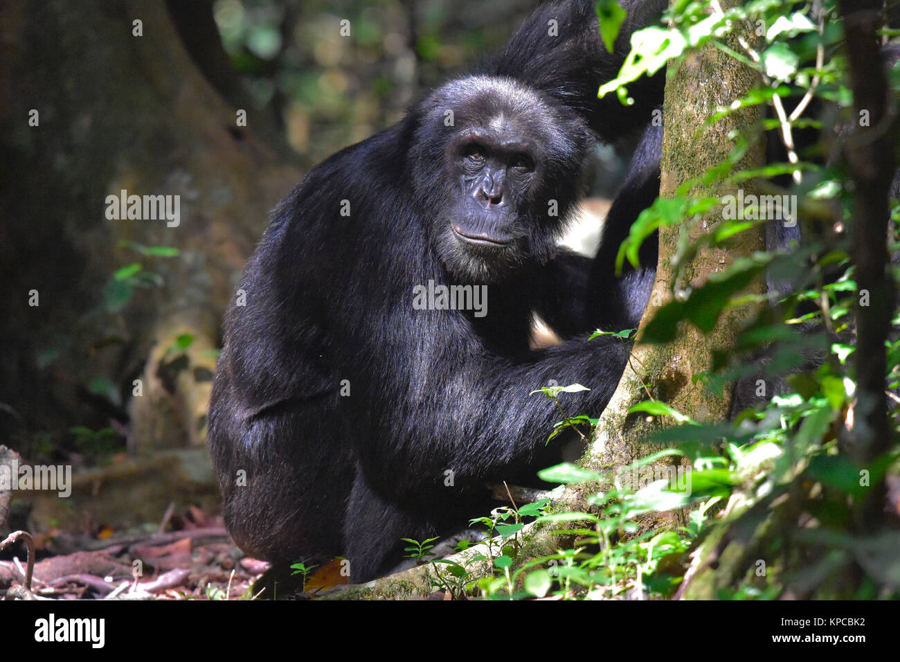 Uno scimpanzé nella foresta Bugondo, Murchison Falls National Park. Foto Stock