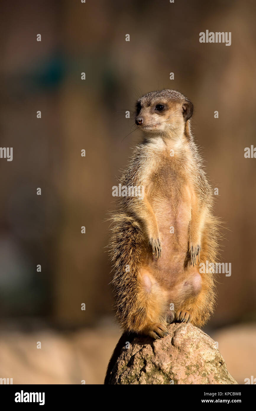 Meerkat nel selvaggio Foto Stock