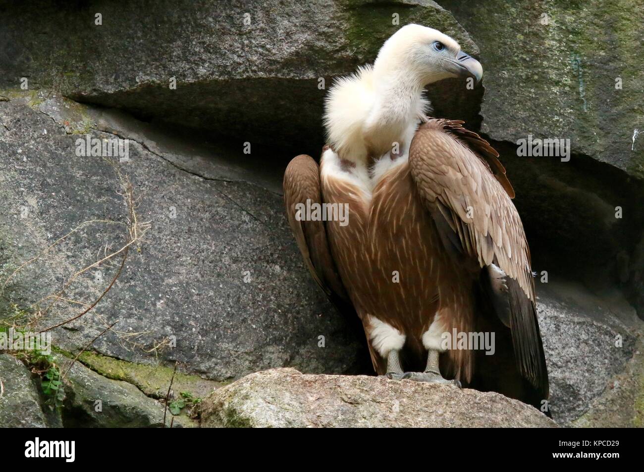 Uccello della preda Foto Stock