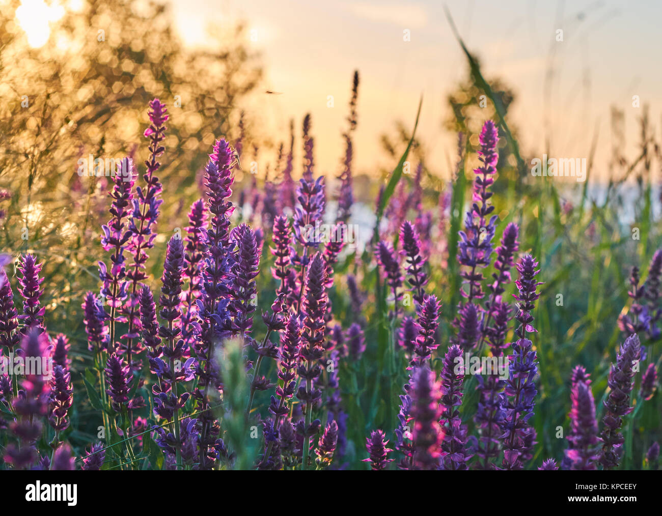 Poco viola salvia broccoli nella luce del tramonto. Fiori di salvia erba di prato illuminato con sunrise candelette Foto Stock