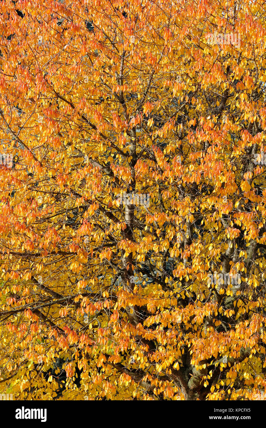 Ciliegio (Prunus) con foglie di autunno, Nord Reno-Westfalia, Germania Foto Stock