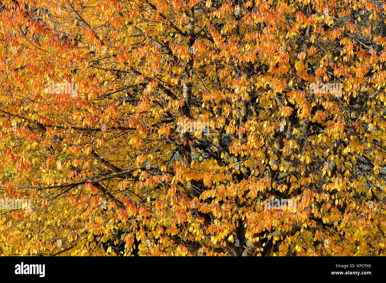 Ciliegio (Prunus) con foglie di autunno, Nord Reno-Westfalia, Germania Foto Stock