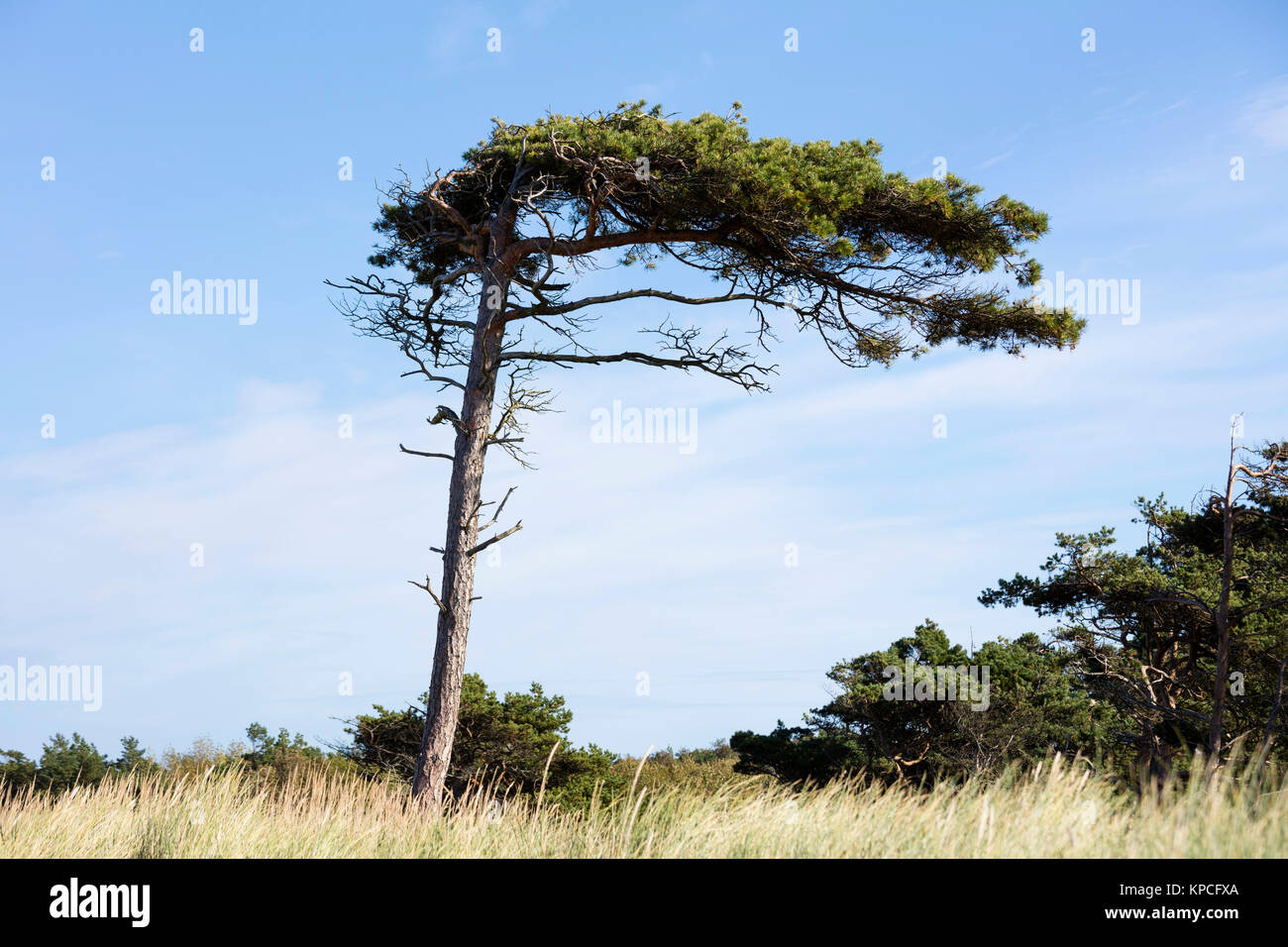 Pino (Pinus), albero spazzate dal vento, West Beach, Parco Nazionale di Vorpommersche Boddenlandschaft, Darß, Fischland-Darß-Zingst Foto Stock