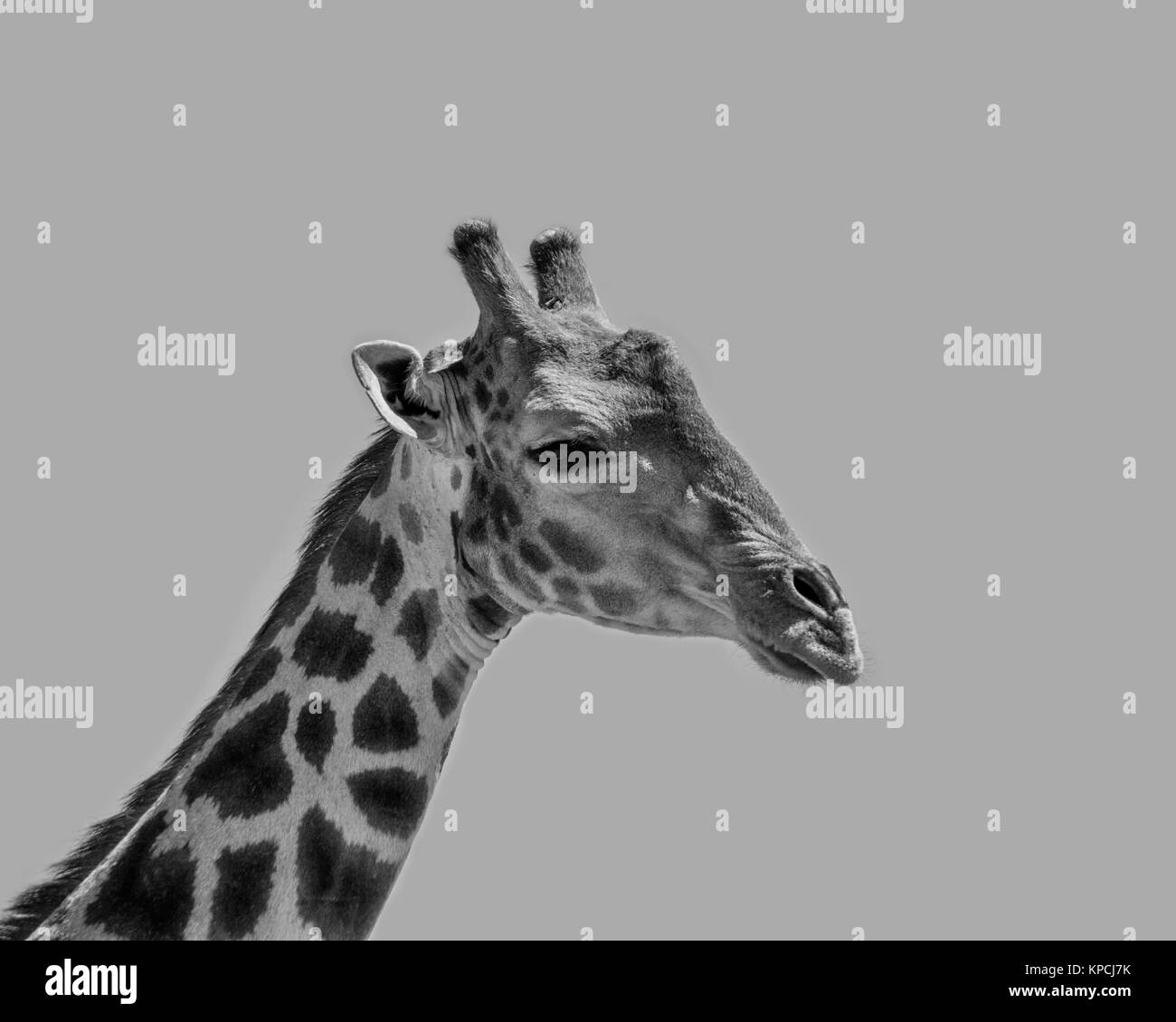 Una monocromatica viso vicino ritratto di una giraffa Foto Stock