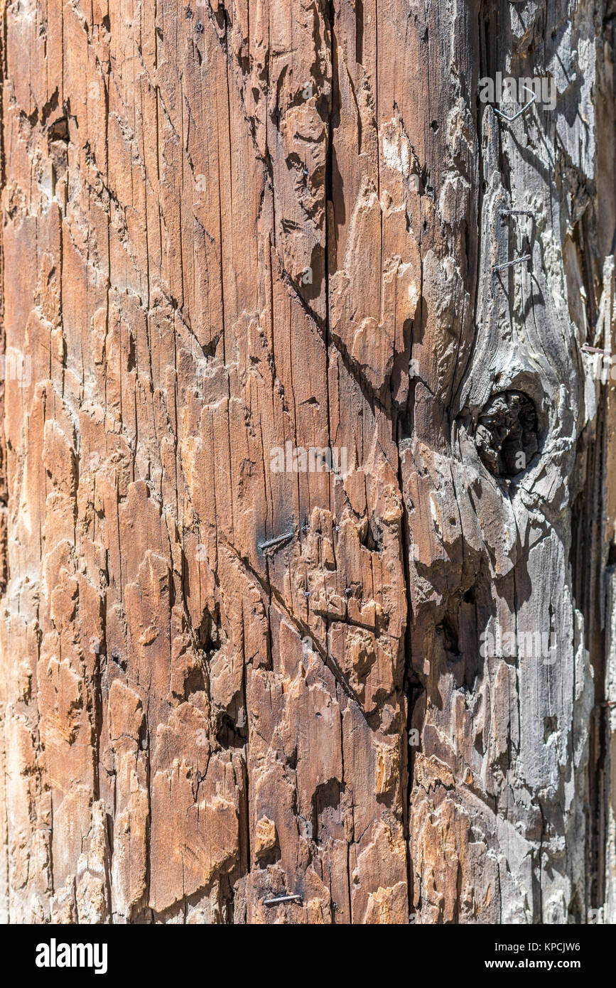 Dettaglio Texture di legno vecchio palo del telefono. Foto Stock