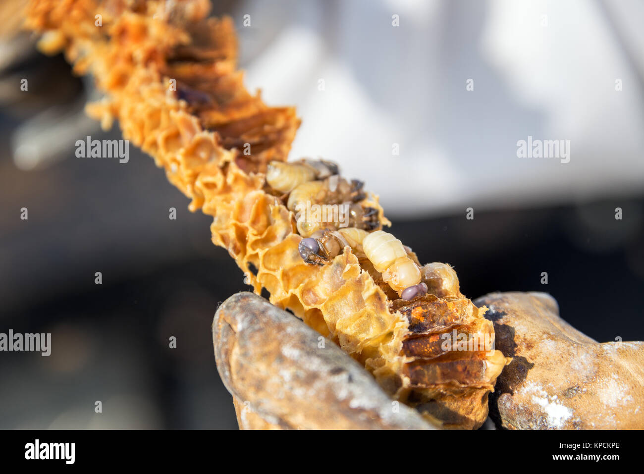 Bee Grub sul nido Foto Stock