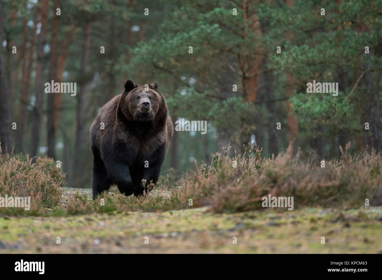 Unione orso bruno ( Ursus arctos ), forte e potente per adulti, corre veloce su una radura nel bosco boreale, arrivando vicino, Scatto frontale, l'Europa. Foto Stock