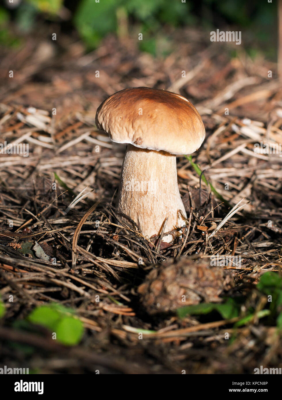 Boletus edulis Foto Stock