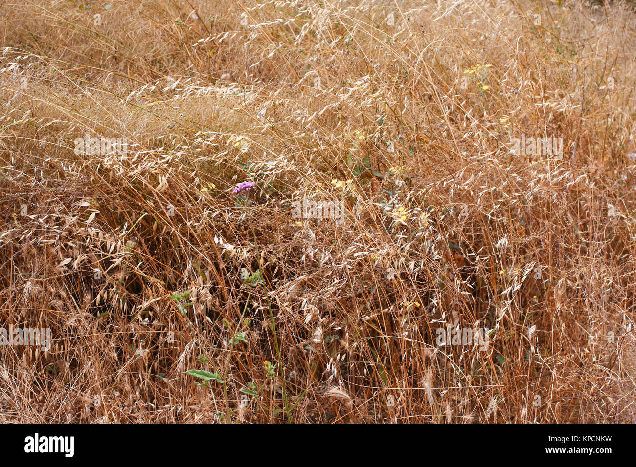 Golden Ears di oat sul campo. Foto Stock