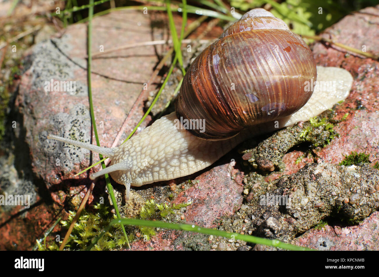 Grande lumaca close-up nella foresta su pietra Foto Stock