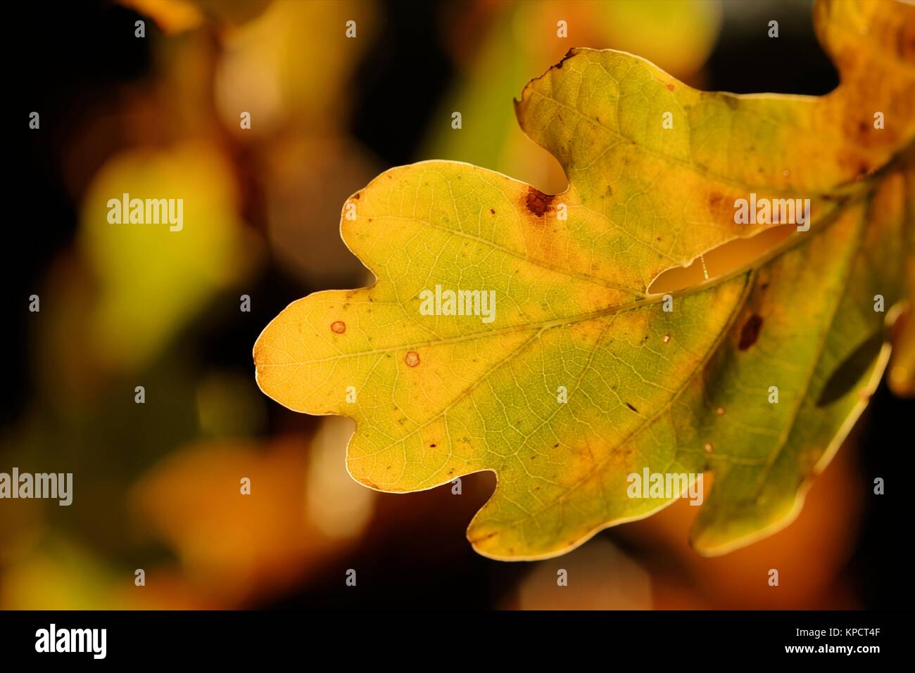 Foglie di quercia in autunno Foto Stock