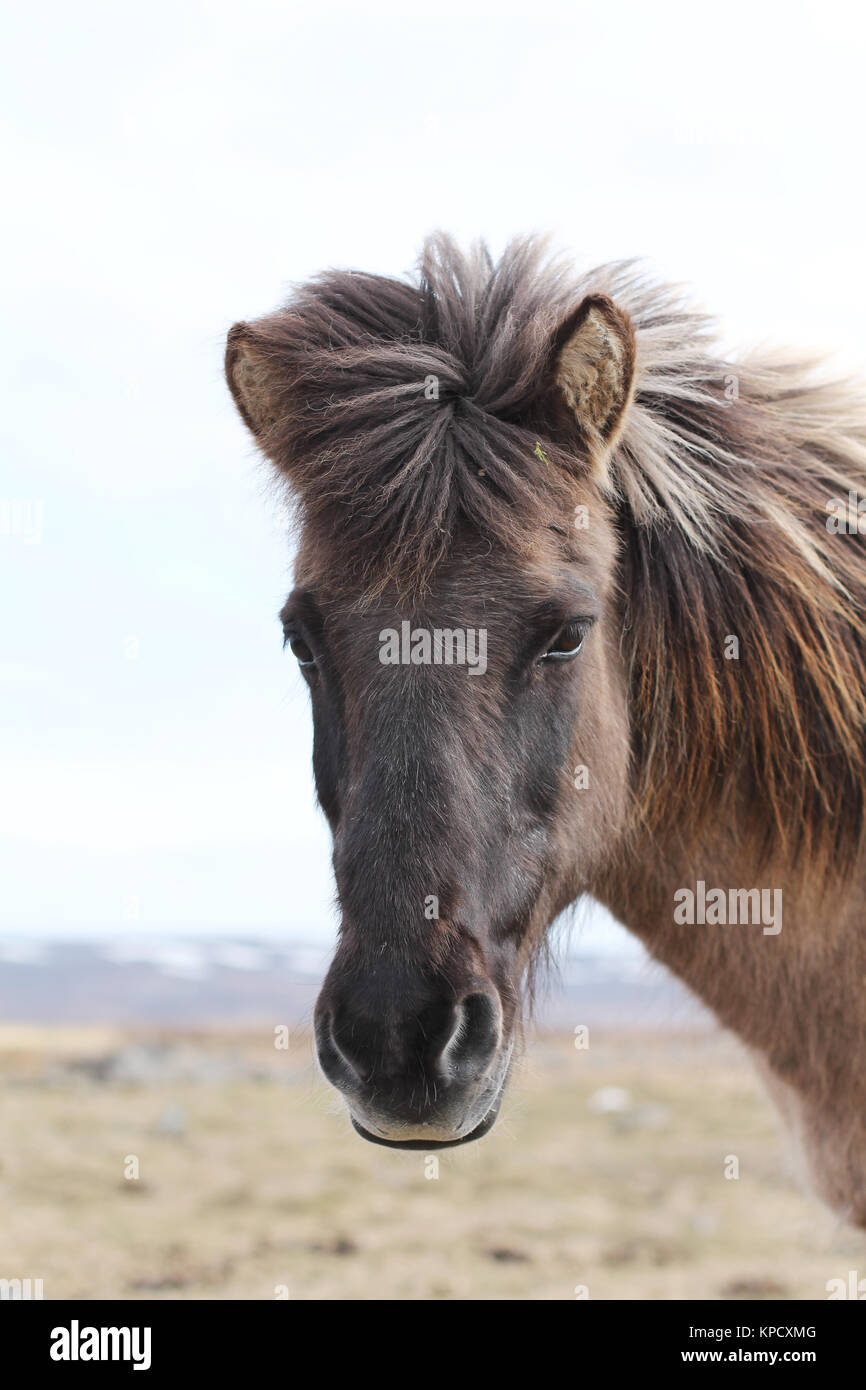 Marrone cavallo islandese ritratto Foto Stock