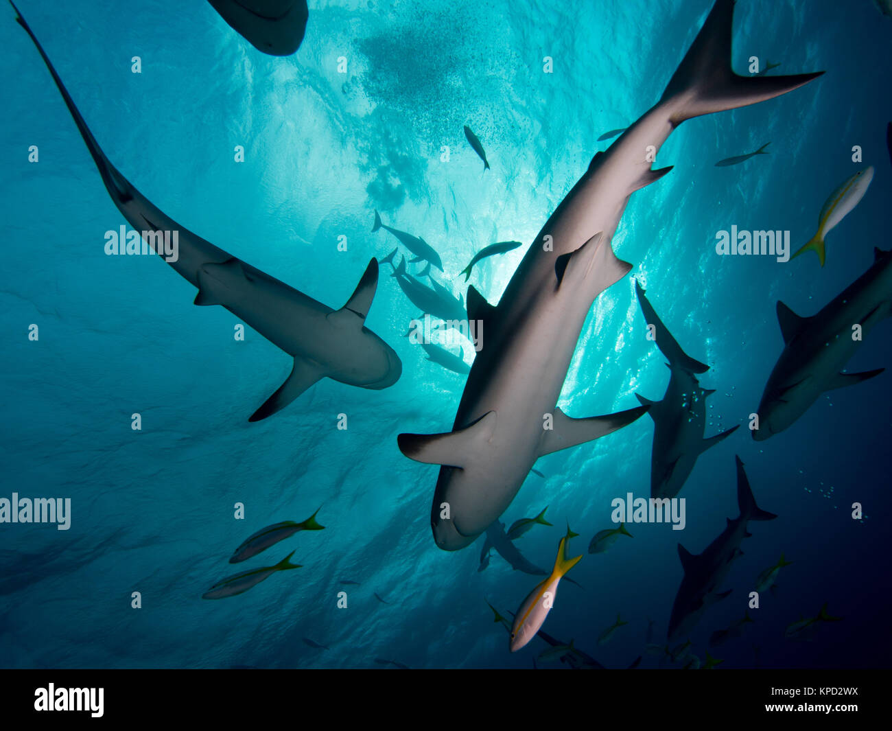 Gli squali e delfini Foto Stock