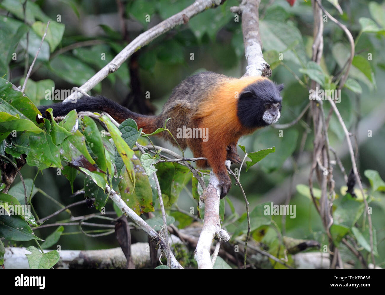 Golden-mantled tamarin (Saguinus tripartitus). Yasuni National Park, Amazon, Ecuador. Foto Stock