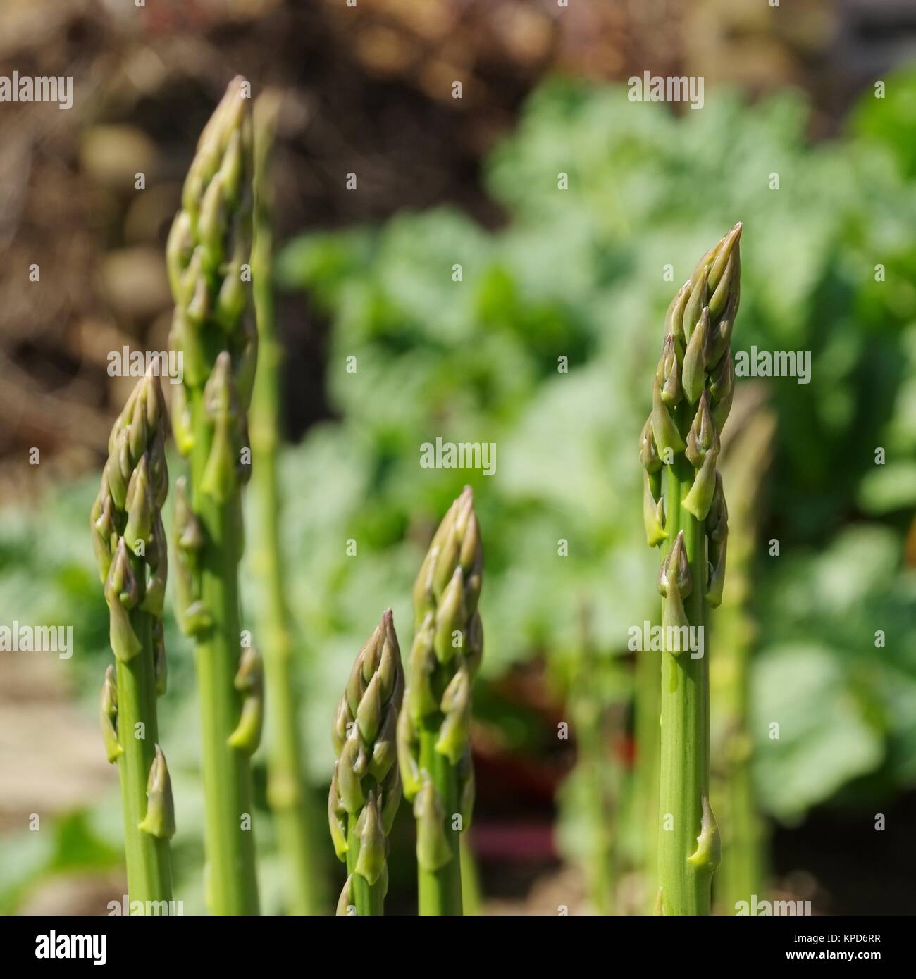 Campo di asparagi - asparagi campo 31 Foto Stock