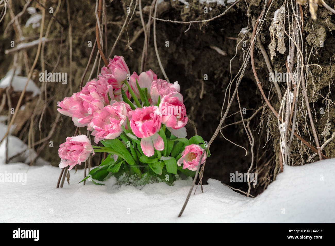 Fiori freschi nella neve su un sfondo grunge Foto Stock