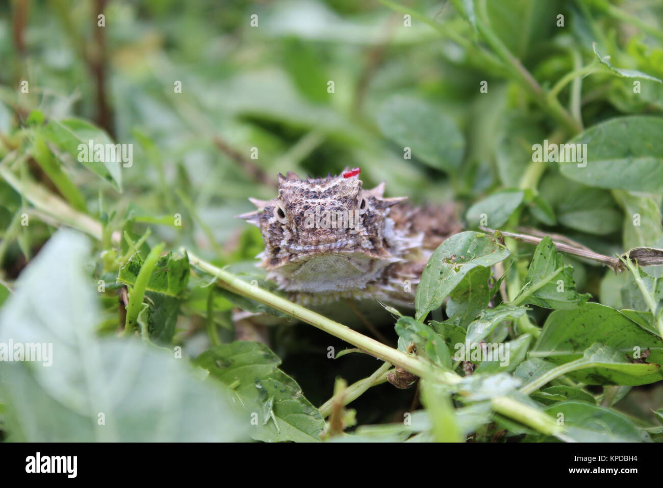 Texas cornuto Lizard Foto Stock