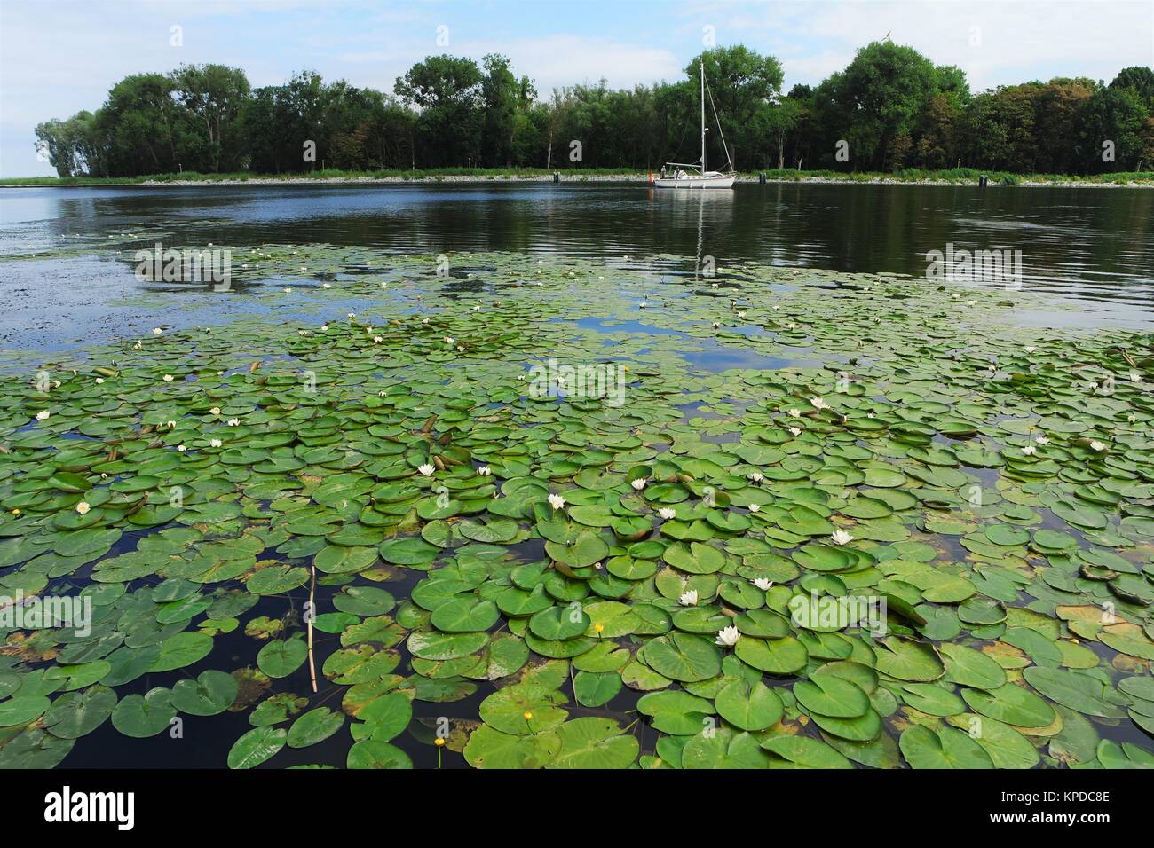 Water Lilies sulle rive della laguna Foto Stock