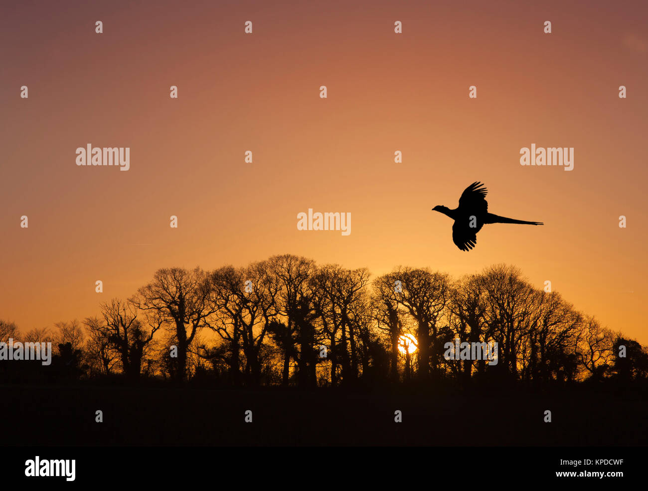 High flying Pheasant Phasianus colchicus maschio andando a roost Foto Stock