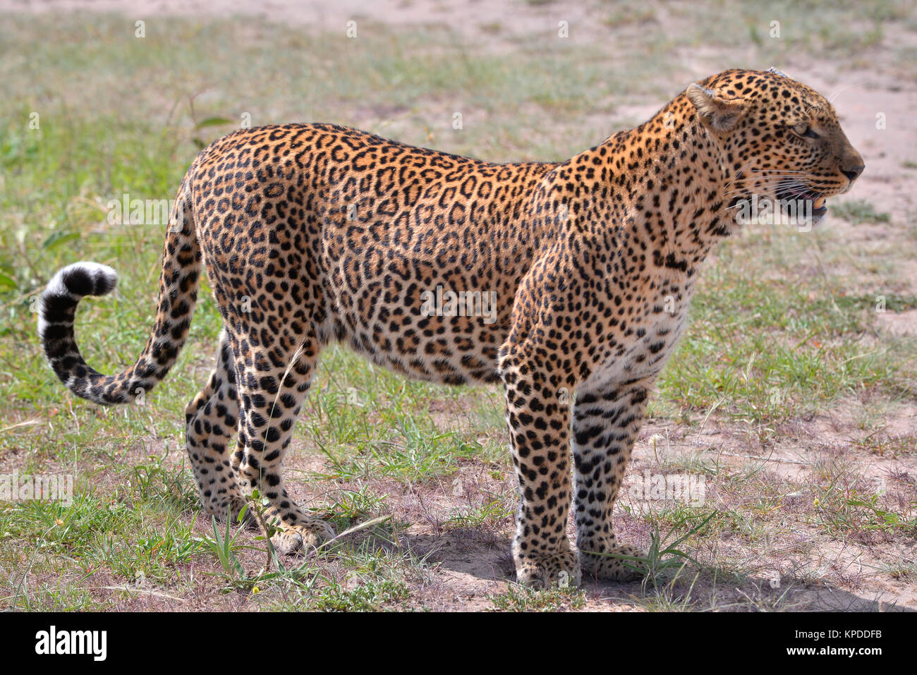 Leopard in Maasai Mara Game Reserve, Kenya Foto Stock