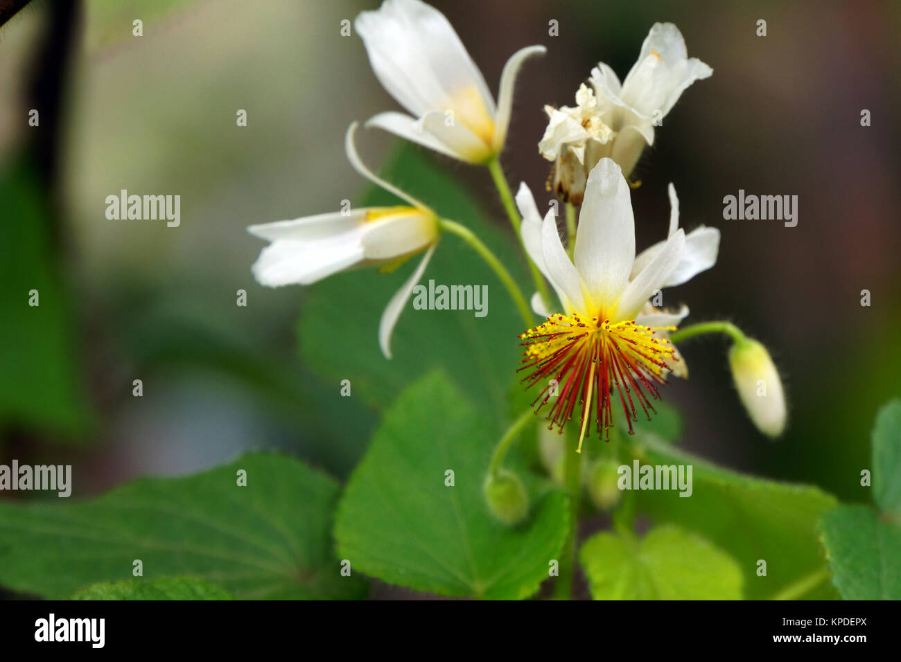 Sparrmannia africana (sparrmannia africana) Foto Stock