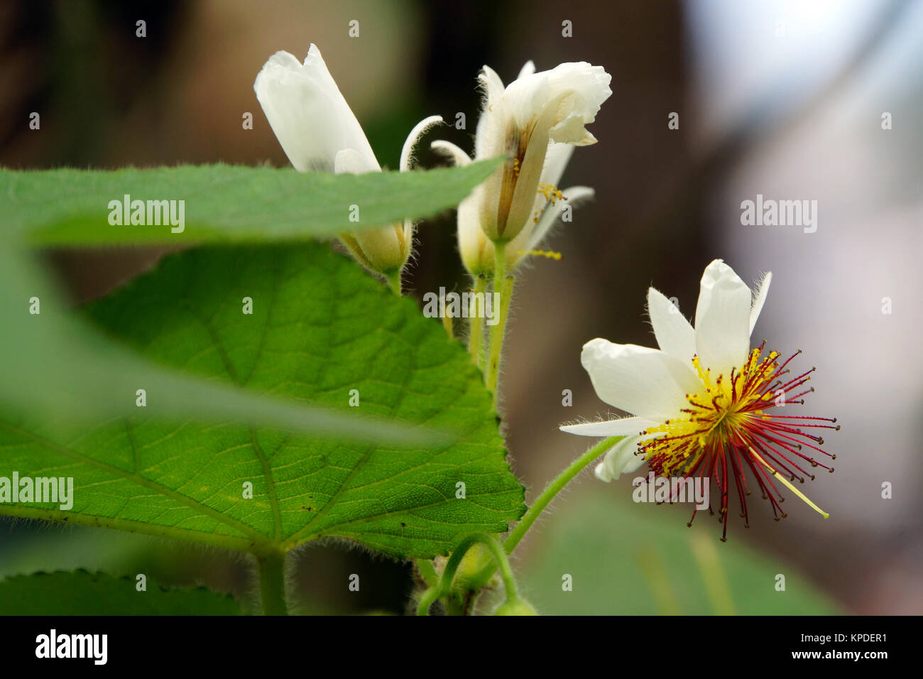Sparrmannia africana (sparrmannia africana) Foto Stock