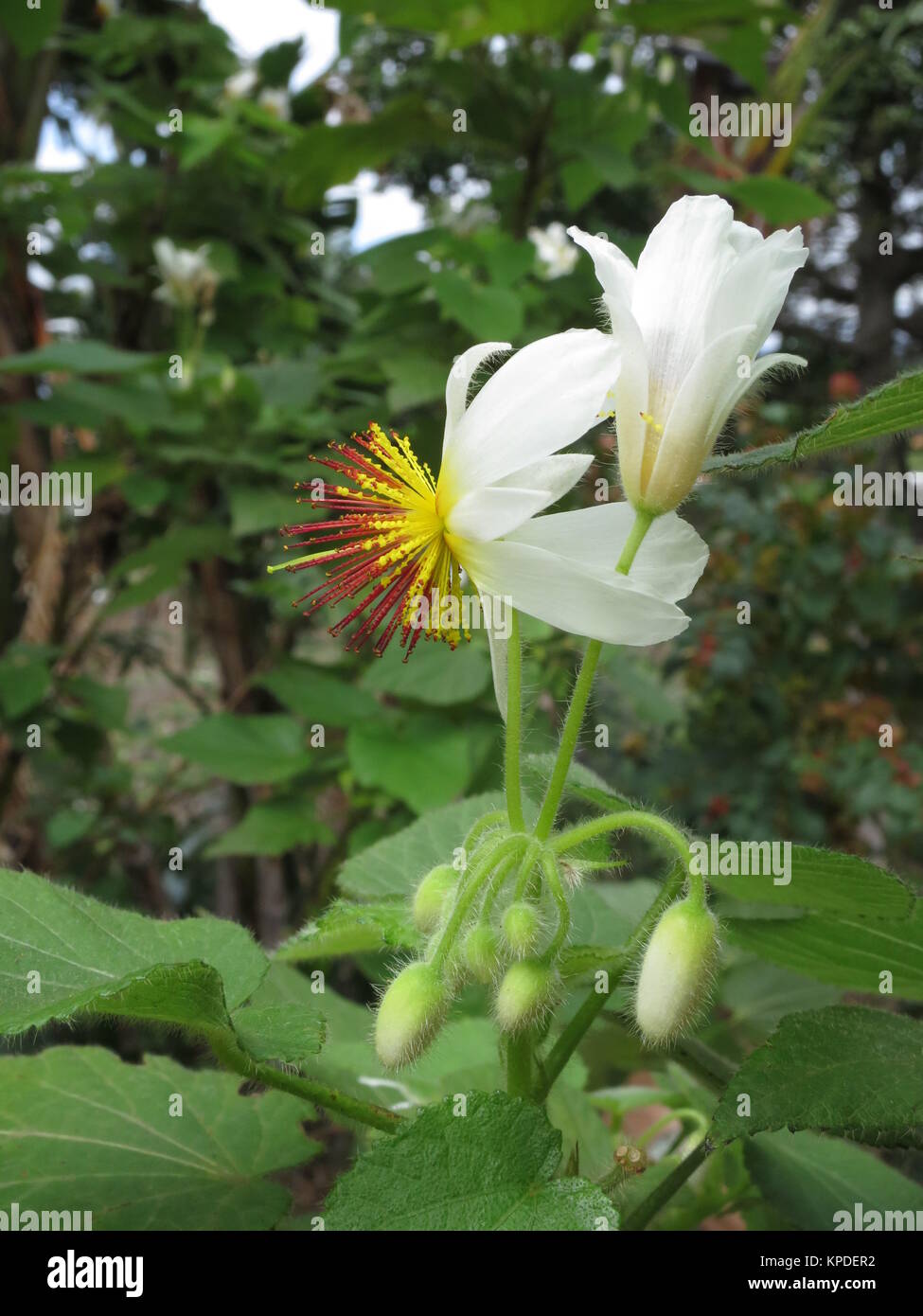 Sparrmannia africana (sparrmannia africana) Foto Stock