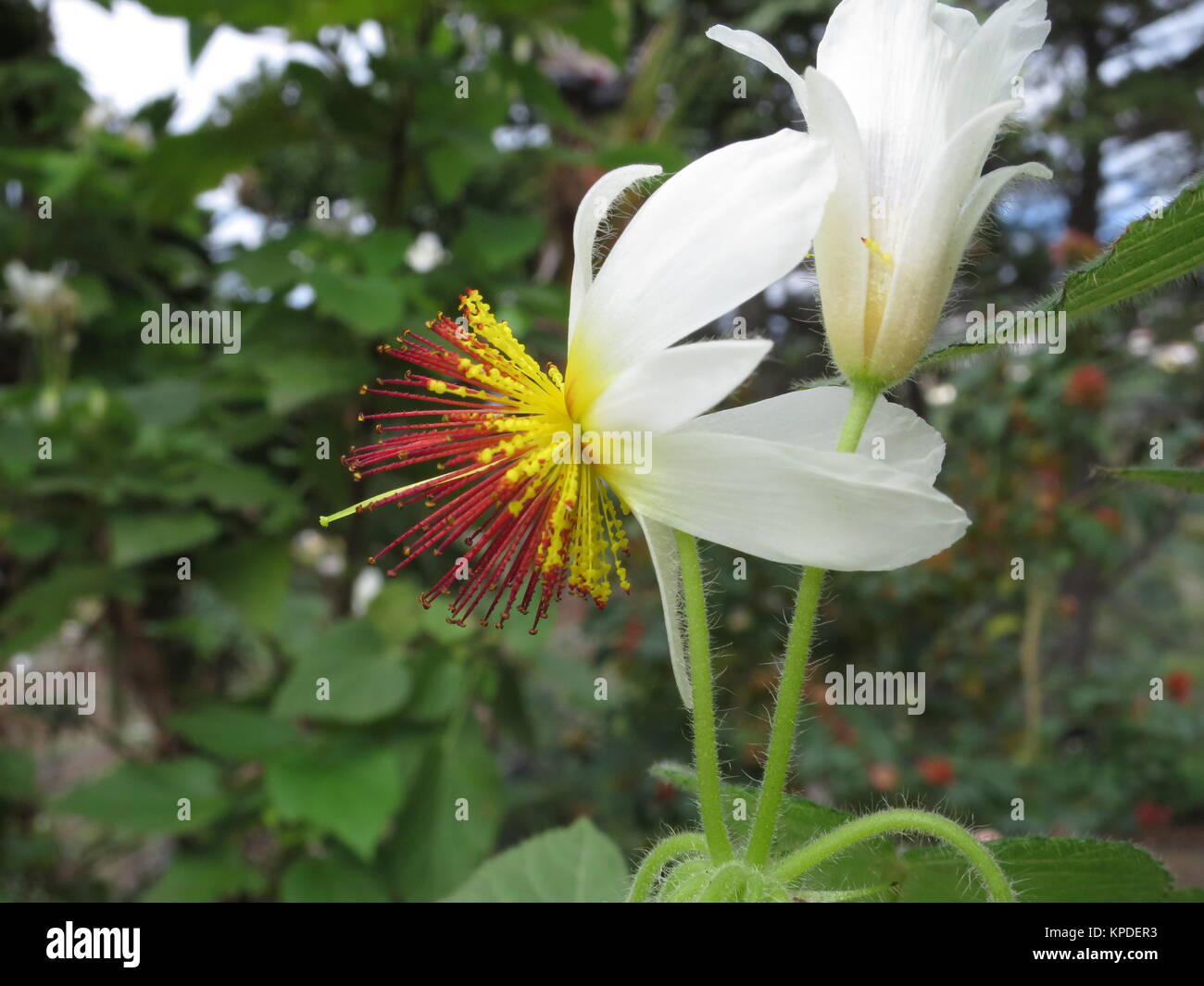 Sparrmannia africana (sparrmannia africana) Foto Stock
