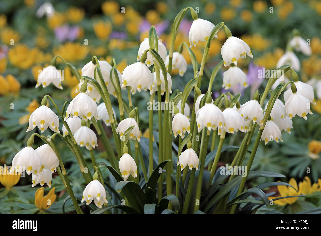 Fioritura primavera nodo fiori nel mese di febbraio Foto Stock