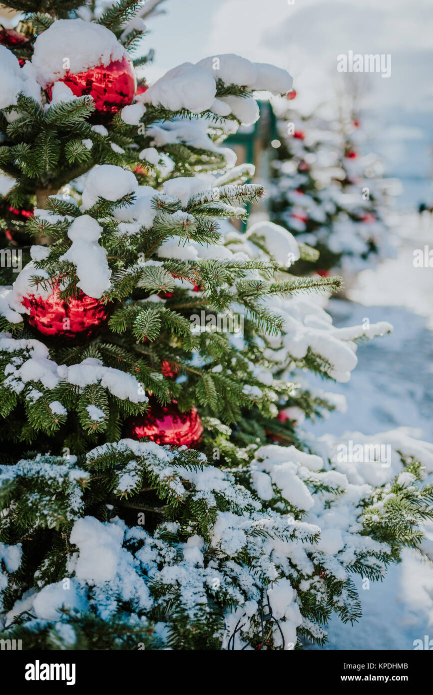 Alberi di Natale con palline rosse sotto neve Foto Stock