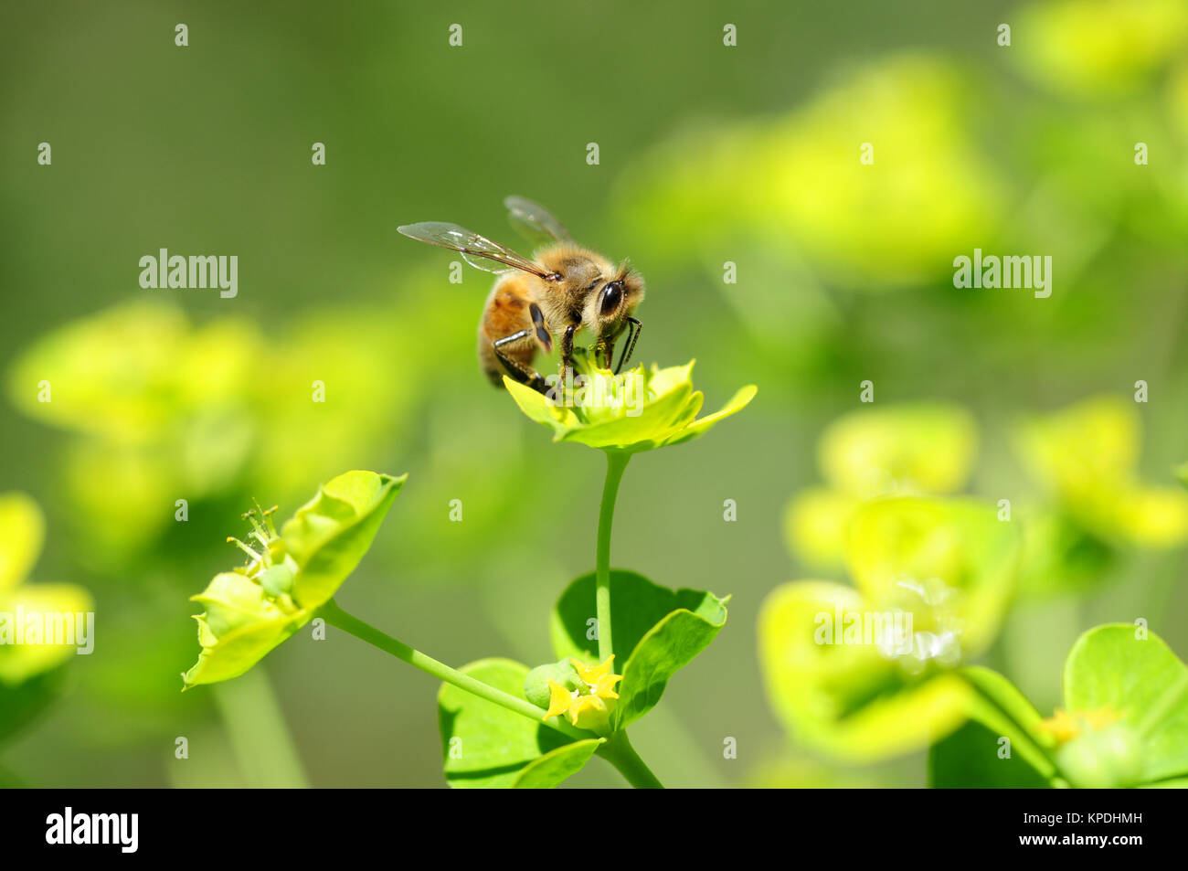 Lavorando duro - un lavoratore bee alimentazione su un selvaggio fiore verde. Foto Stock