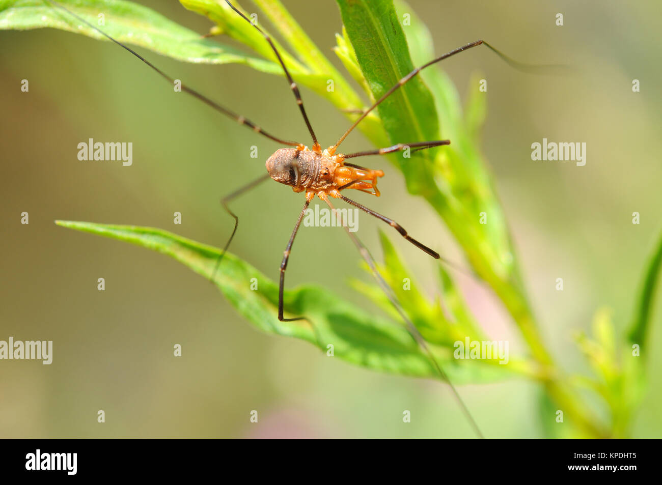 Daddy Long-gambe Spider - Vista dall'alto di un daddy long-gambe spider (chiamato anche Harvestmen, capostipite di lungo le gambe, Opilione, Phalangida) nel selvaggio. Foto Stock