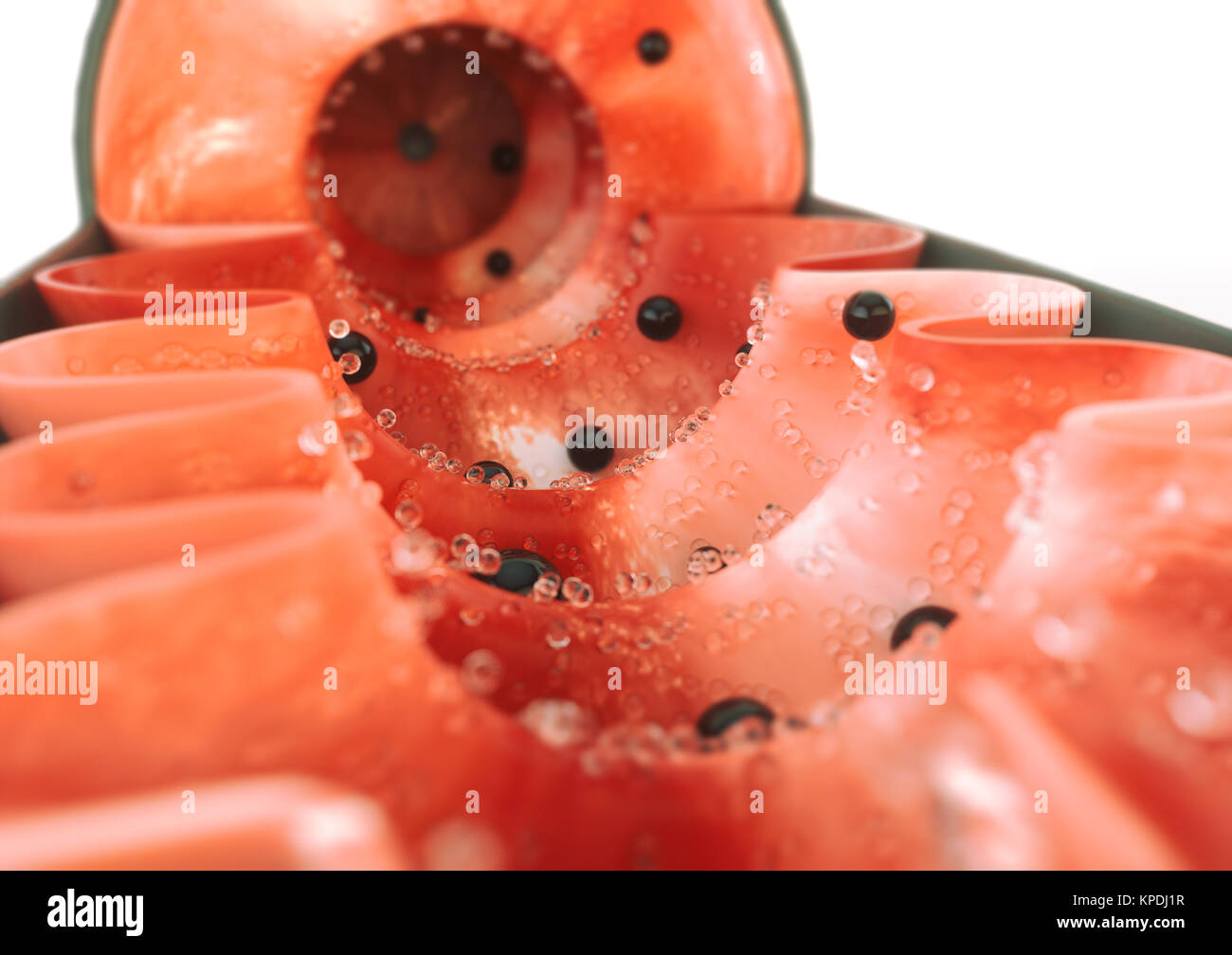 Mitocondri 3D Foto Stock