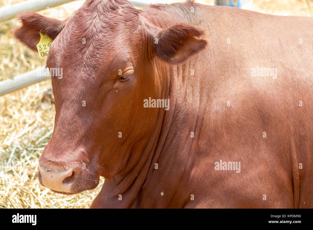 Close up di animali della specie bovina Foto Stock