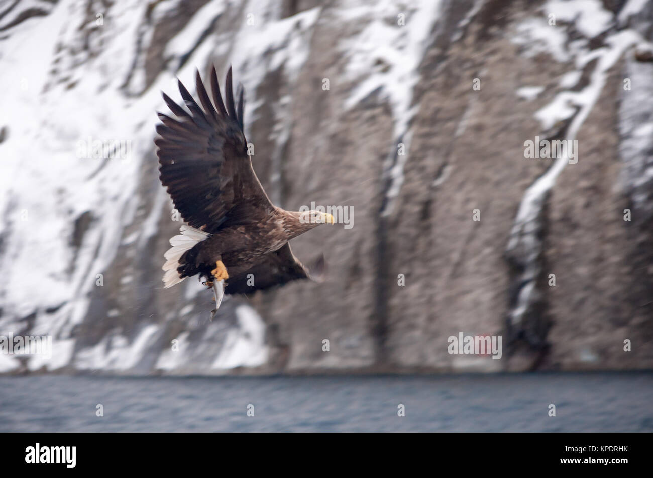 Eagle la pesca in mare Foto Stock