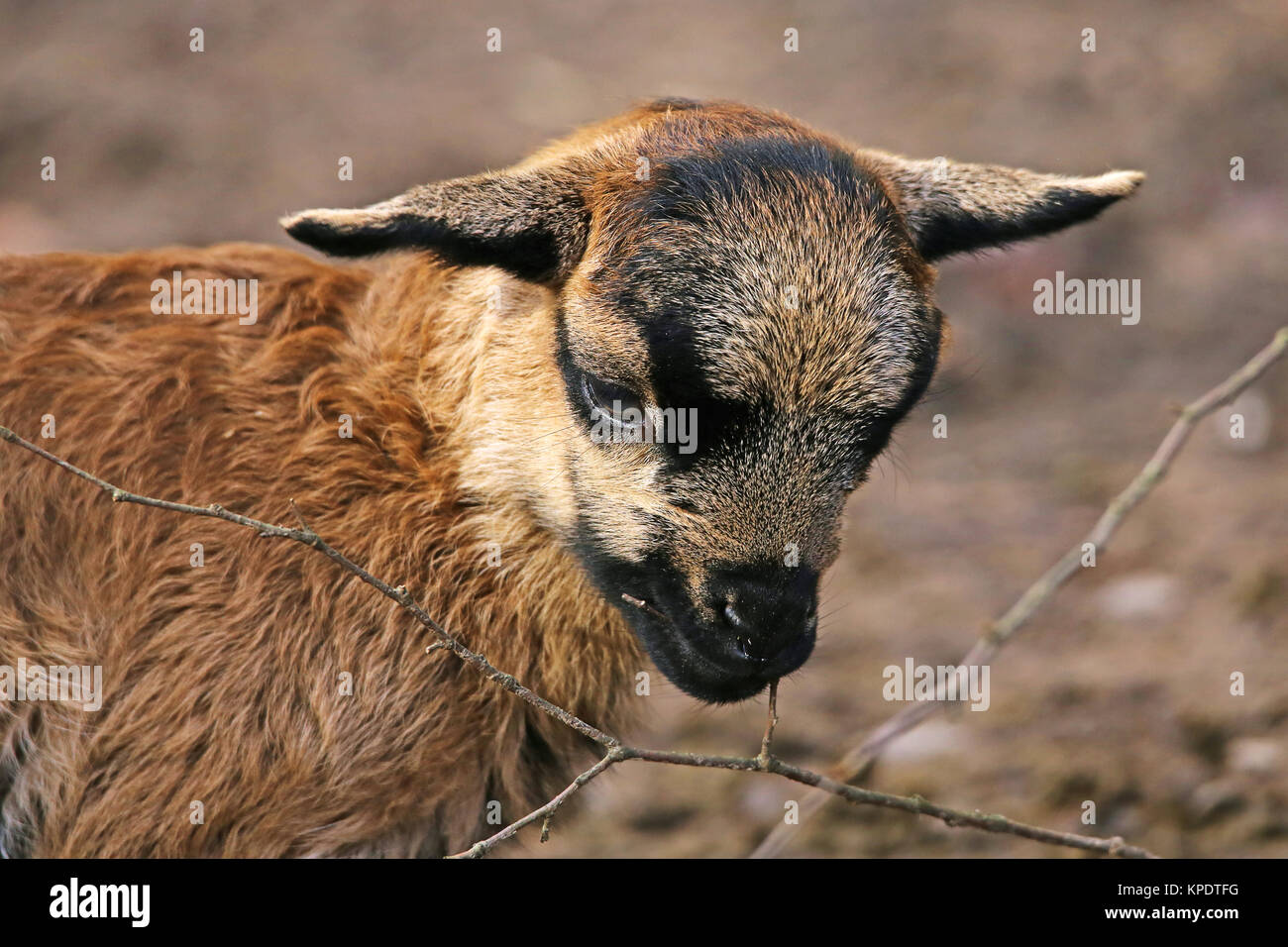 Agnello in Camerun pecore Foto Stock